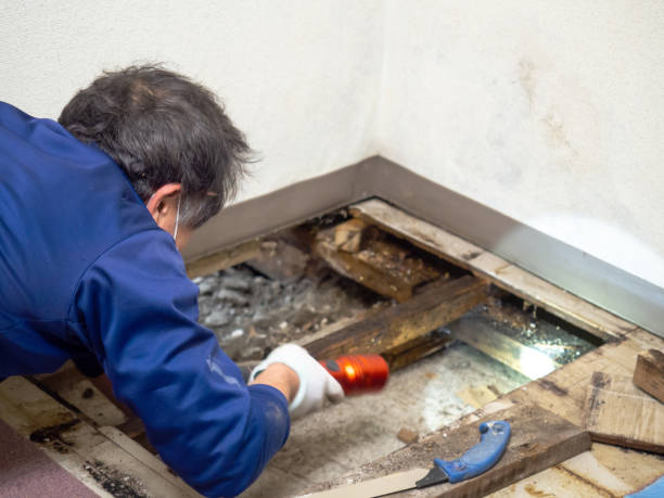 Home Mold Removal in Muskogee, OK