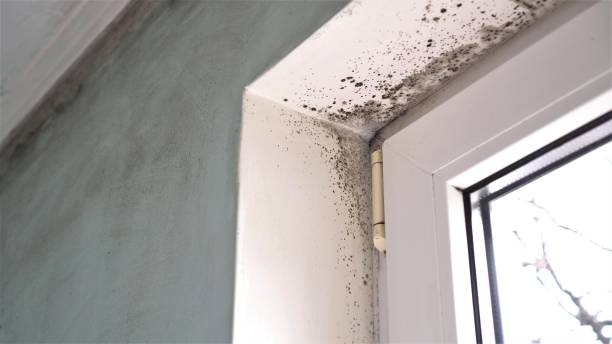 Best Residential Mold Removal  in Muskogee, OK