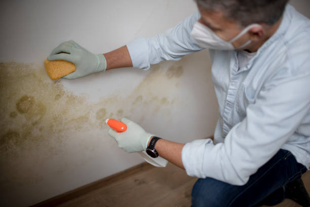 Best Mold Damage Repair  in Muskogee, OK