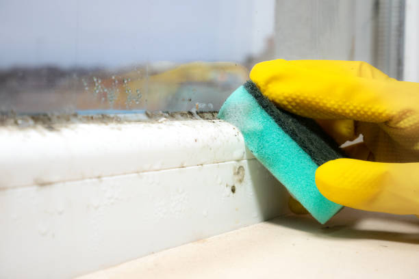 Best Attic Mold Removal  in Muskogee, OK