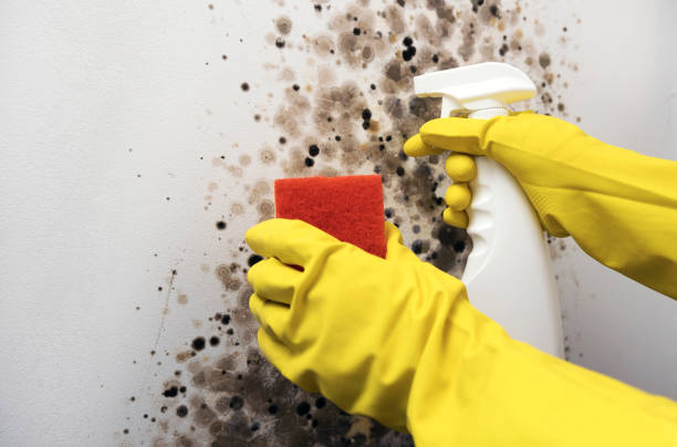 Best Crawl Space Mold Removal  in Muskogee, OK
