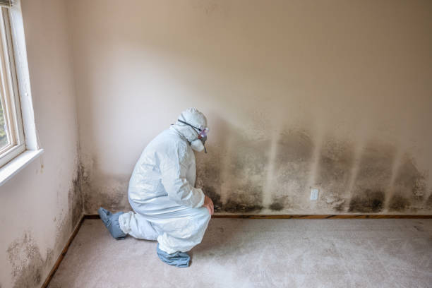 Best Fast Mold Removal  in Muskogee, OK