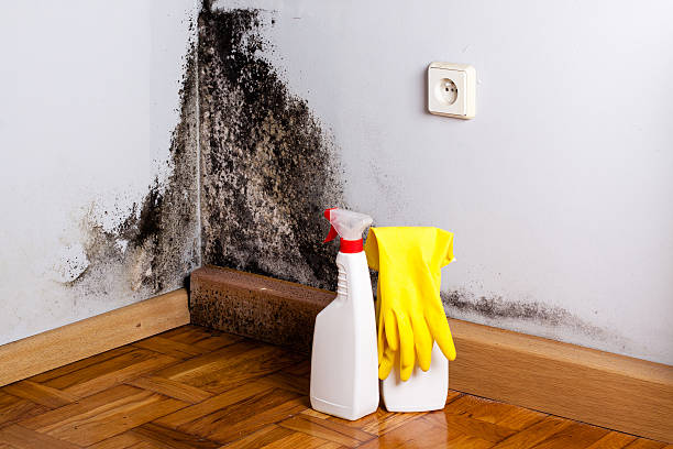 Best Mold Inspection  in Muskogee, OK