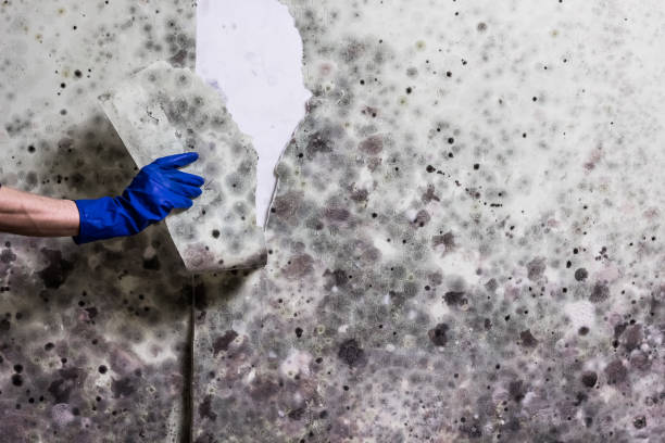 Office Mold Removal Services in Muskogee, OK