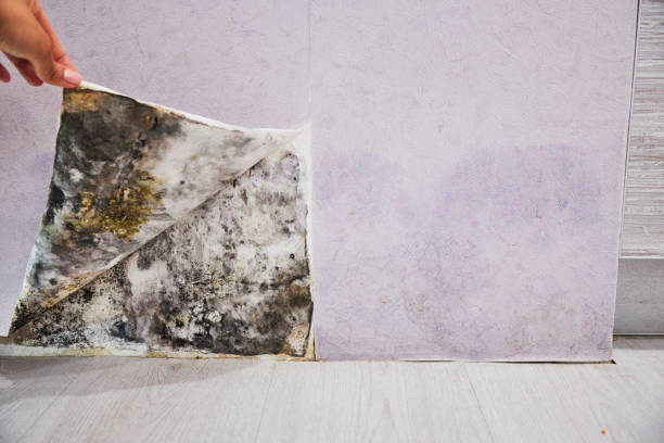 Best Mold Removal Company Near Me  in Muskogee, OK